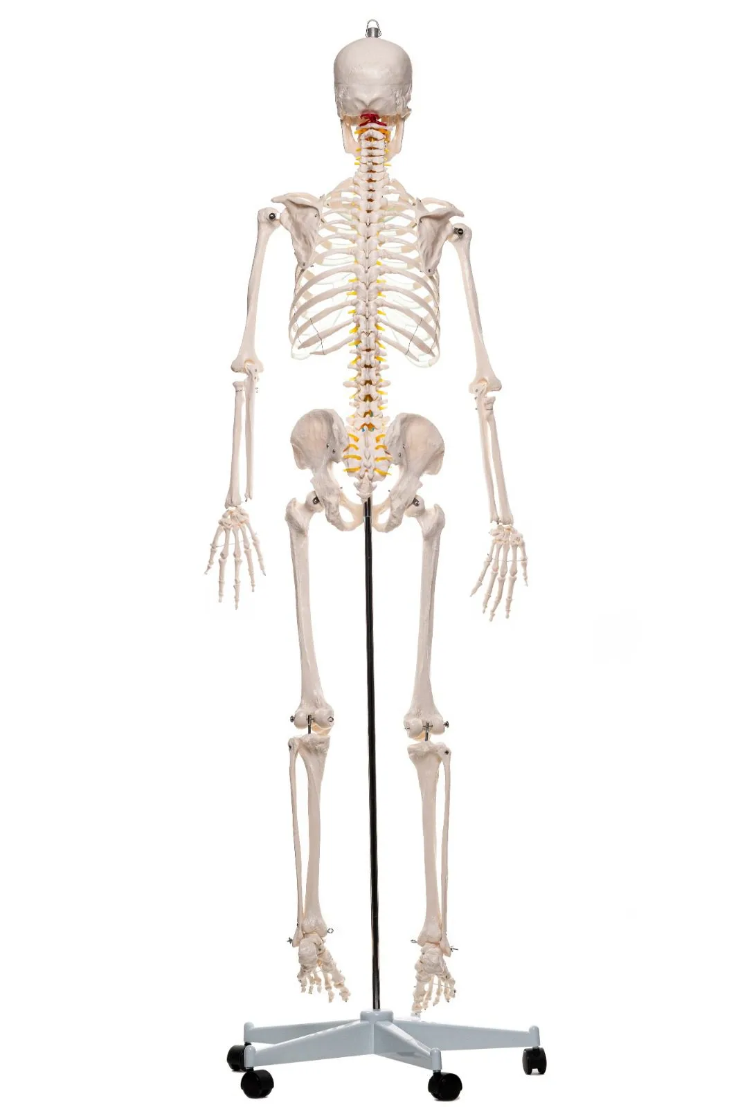 Inimese skelett 180cm